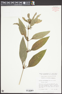 Ruellia caroliniensis image