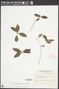 Ruellia caroliniensis var. caroliniensis image