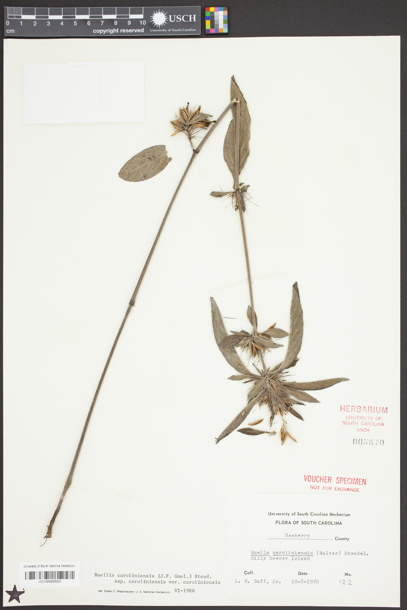 Ruellia caroliniensis var. caroliniensis image