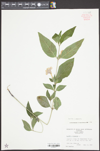 Ruellia strepens image