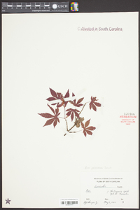 Acer palmatum image