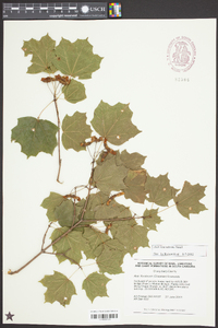 Acer leucoderme image