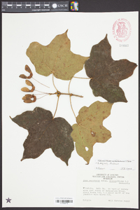 Acer nigrum image