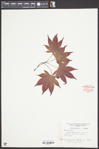 Acer palmatum image