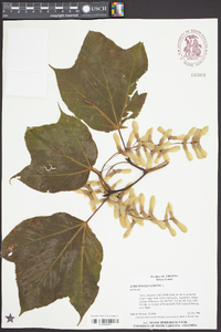 Acer pensylvanicum image