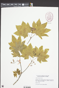 Acer circinatum image