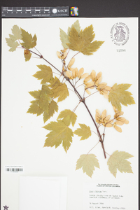 Acer glabrum image