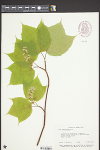 Acer pensylvanicum image