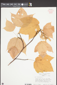 Acer pensylvanicum image