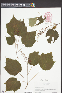 Acer spicatum image