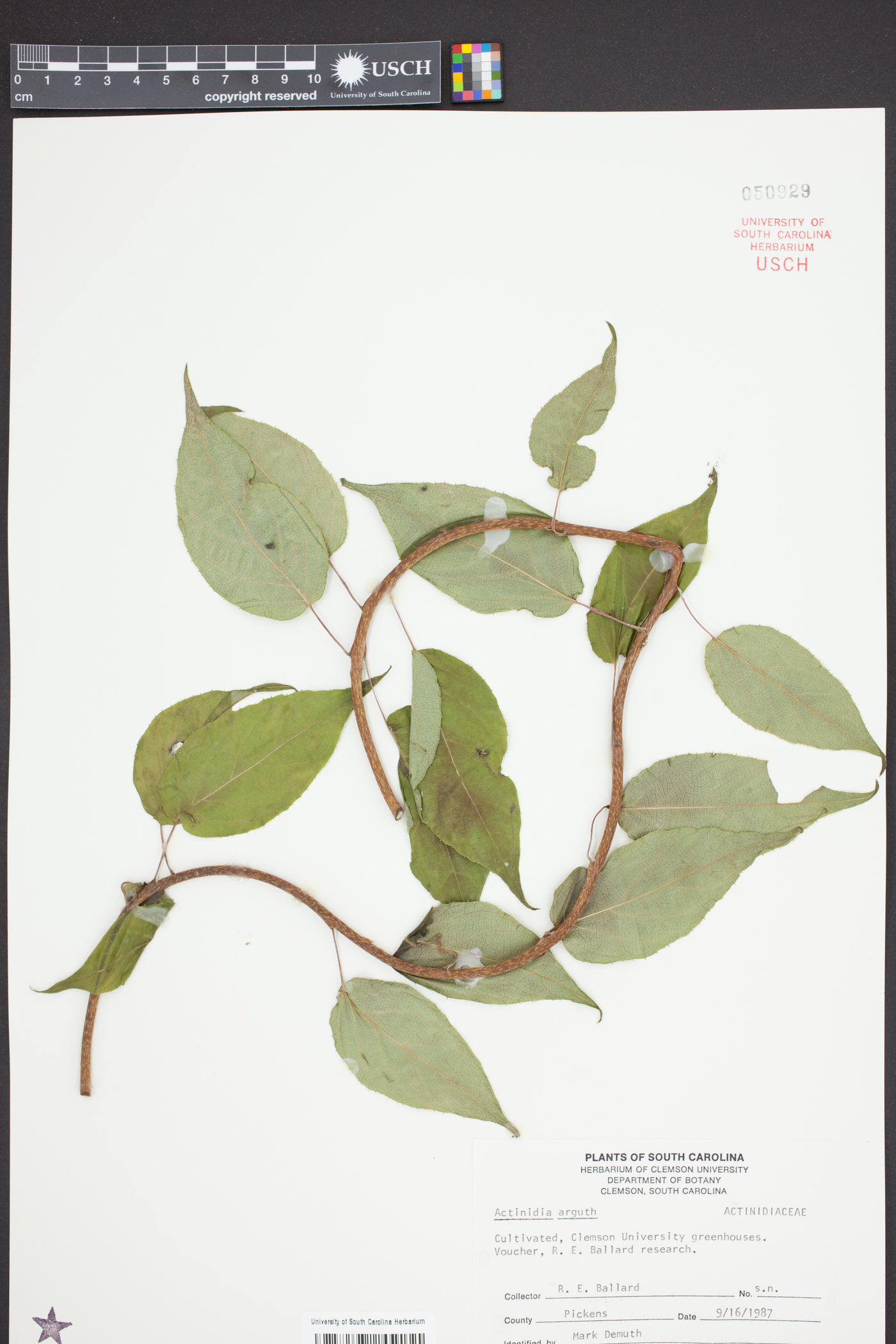 Actinidia arguta image