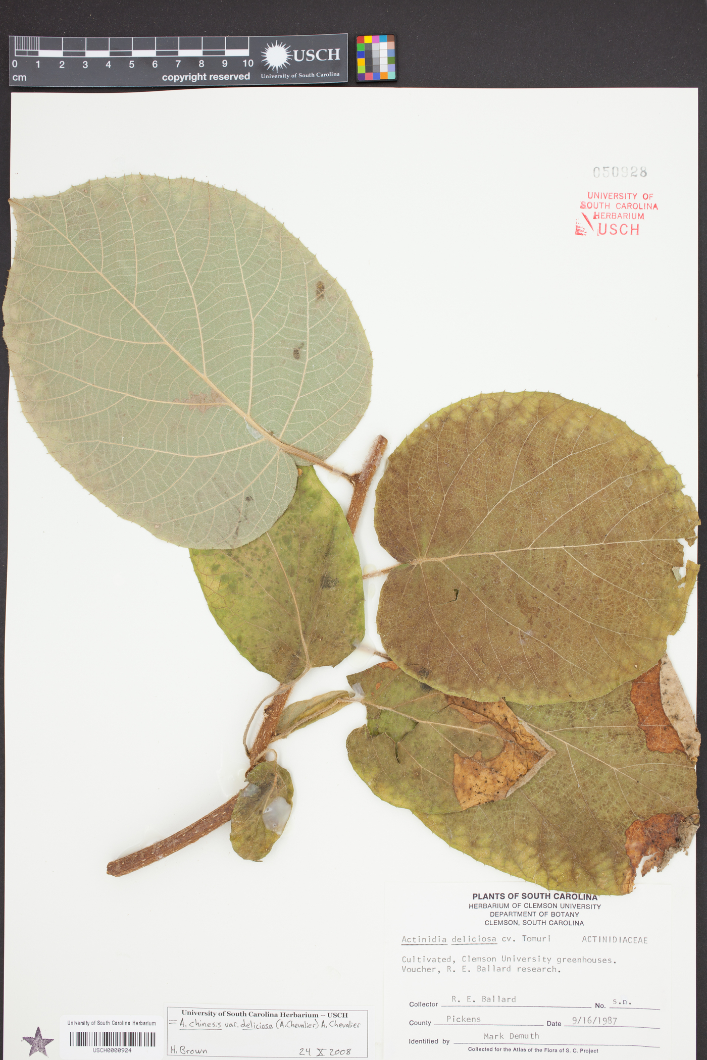 Actinidia chinensis var. deliciosa image