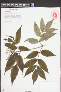 Sambucus racemosa subsp. racemosa image