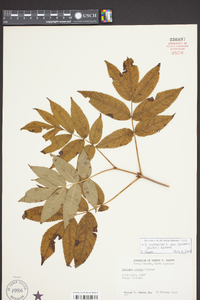 Sambucus racemosa subsp. racemosa image