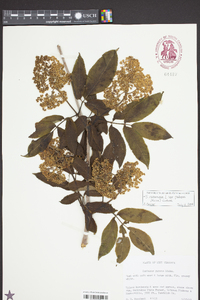 Sambucus racemosa subsp. racemosa image