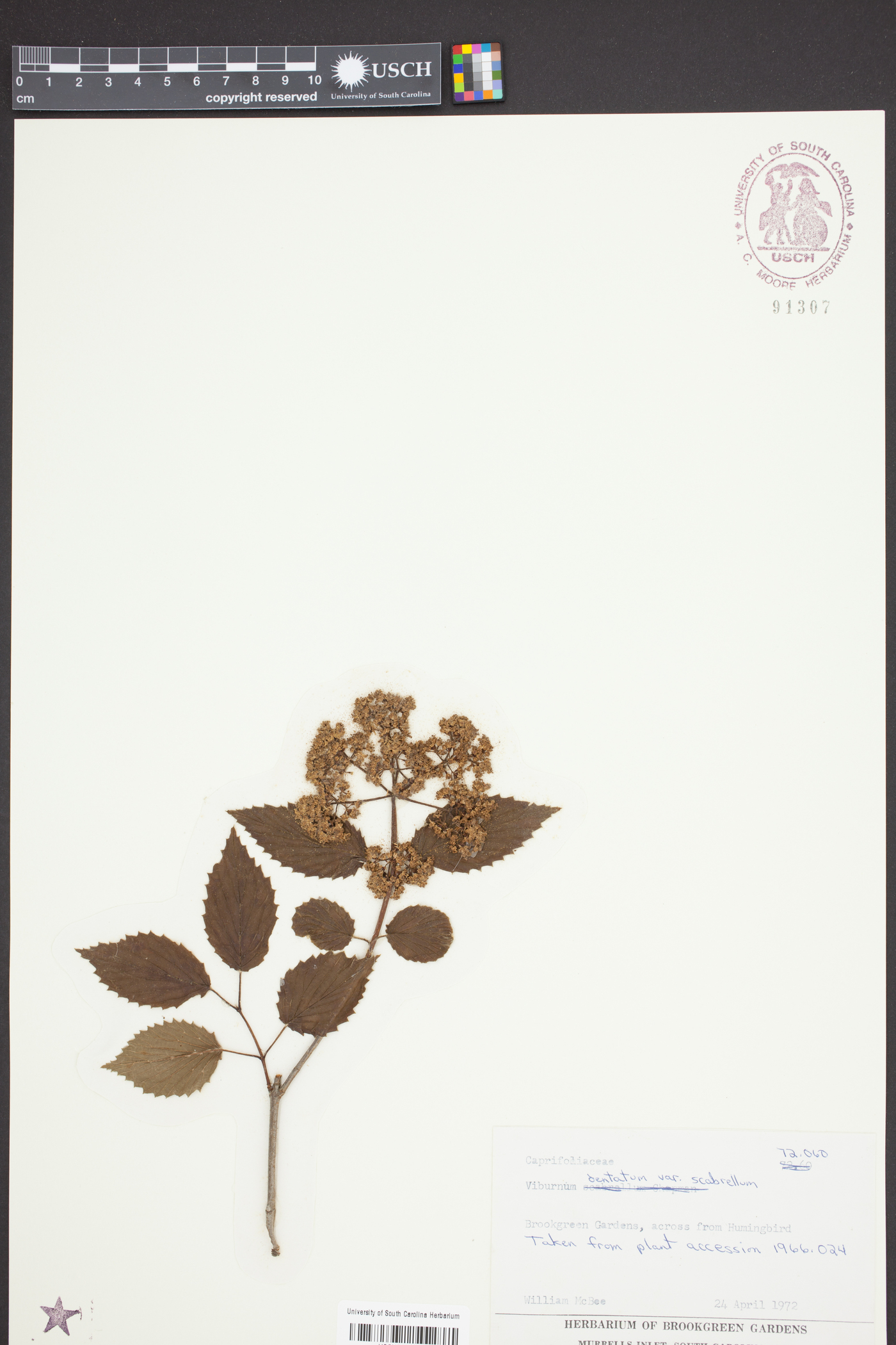 Viburnum dentatum var. scabrellum image