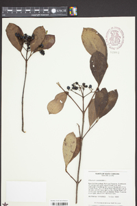 Viburnum cassinoides image