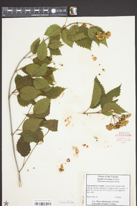 Viburnum obovatum image