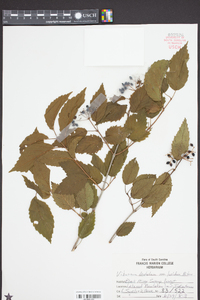 Viburnum dentatum var. lucidum image
