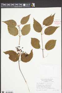 Viburnum dentatum var. lucidum image