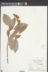 Viburnum nudum var. nudum image