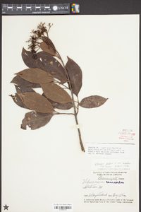 Viburnum nudum var. nudum image