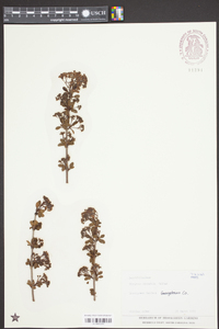 Viburnum obovatum image