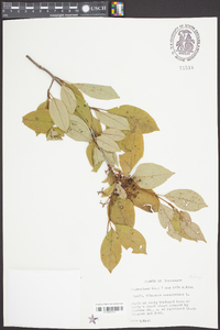 Viburnum cassinoides image