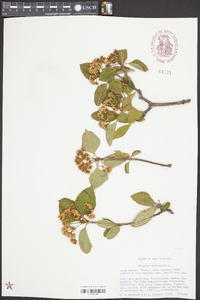 Viburnum cassinoides image