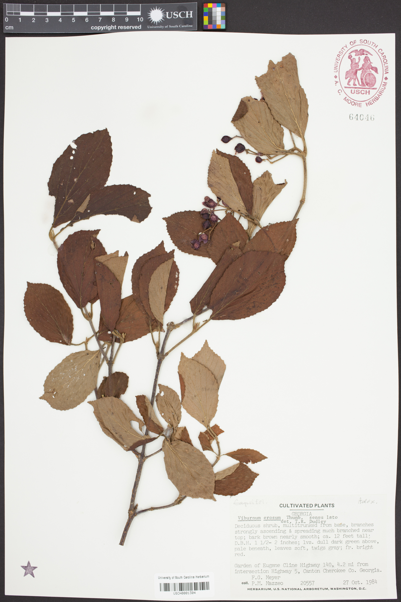 Viburnum erosum image