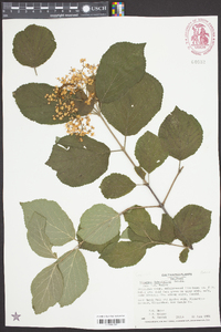 Viburnum betulifolium image
