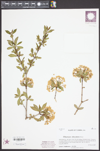 Viburnum obovatum image