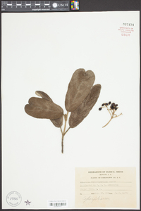 Viburnum rhytidophyllum image