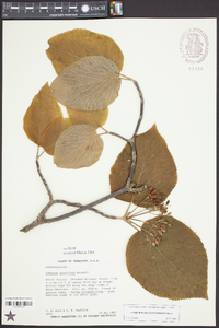 Viburnum lantanoides image