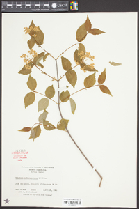 Viburnum rafinesqueanum image