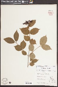 Viburnum rafinesqueanum image