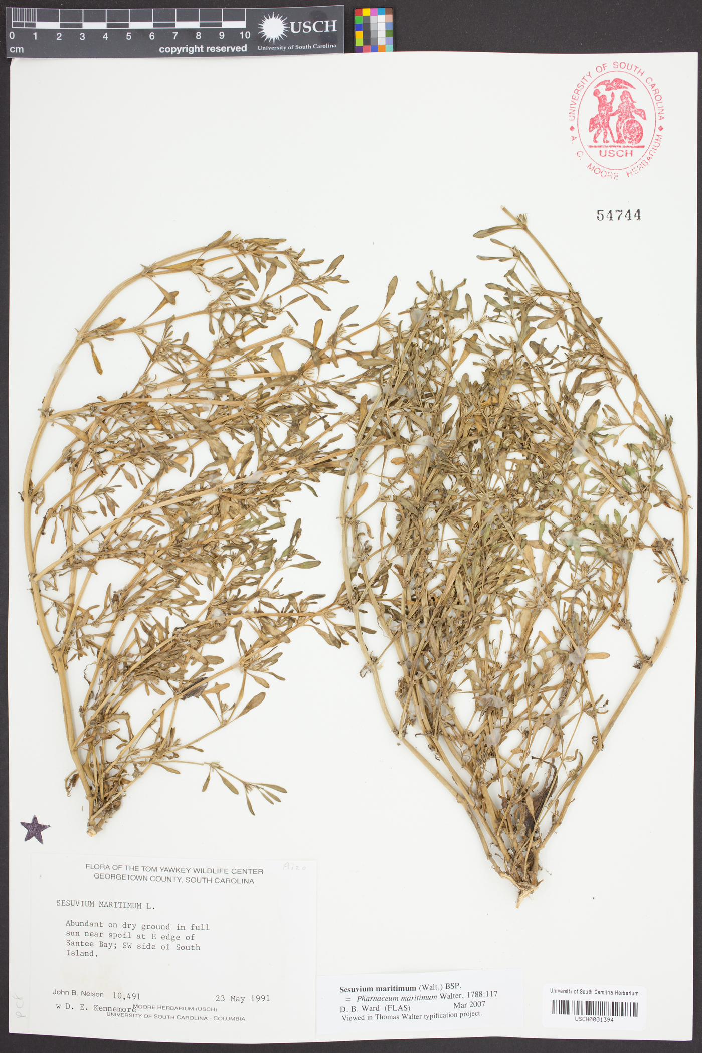 Sesuvium maritimum image