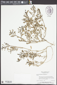 Sesuvium portulacastrum image