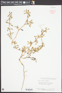 Sesuvium portulacastrum image