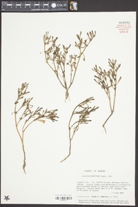 Sesuvium maritimum image