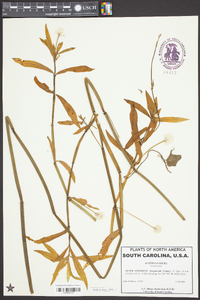 Alternanthera philoxeroides image