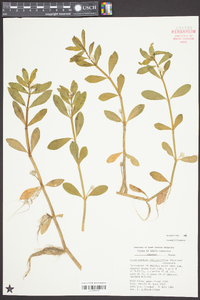 Alternanthera philoxeroides image