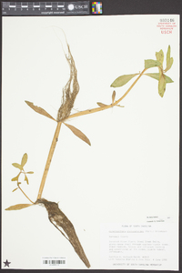 Alternanthera philoxeroides image