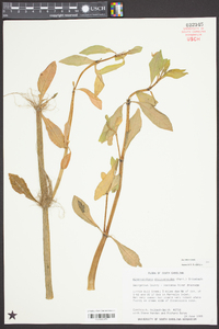 Alternanthera philoxeroides image