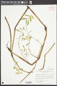 Alternanthera philoxeroides image