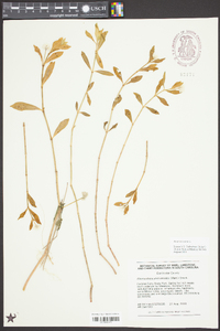 Alternanthera philoxeroides image