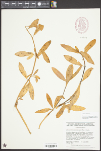 Alternanthera philoxeroides image