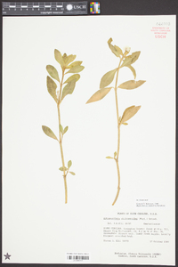 Alternanthera philoxeroides image