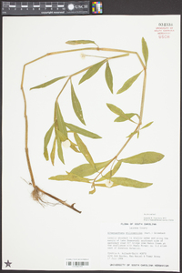 Alternanthera philoxeroides image