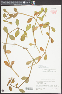 Alternanthera philoxeroides image